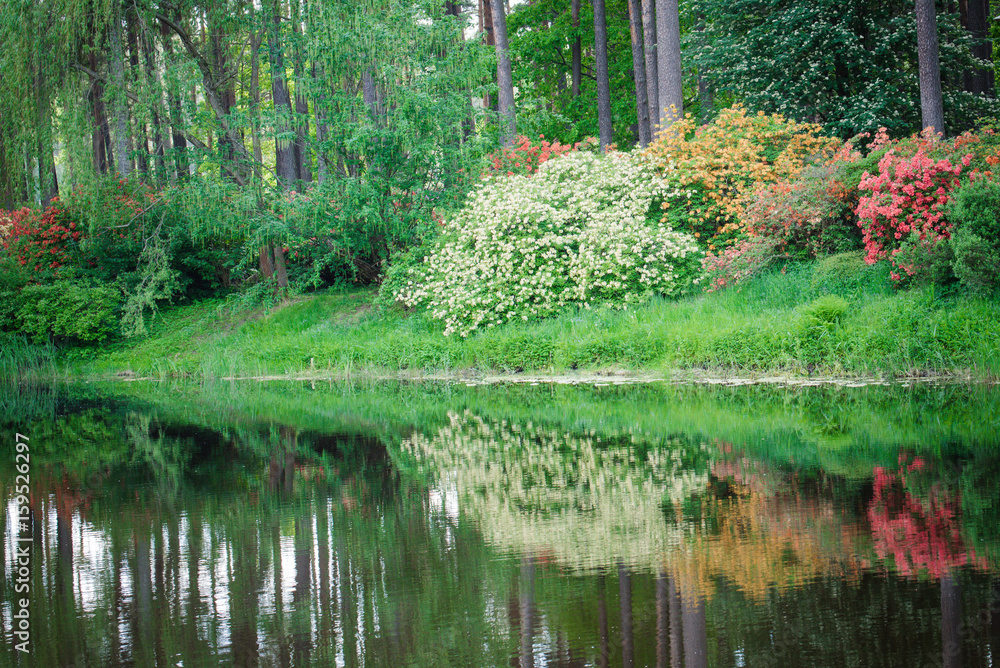 Obraz premium Trees reflection on water surface. Natural abstract forest background. Sunny day. Flowers at the background. Idyllic scene. Copy space, place for text.