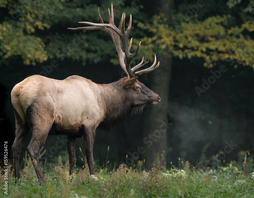 Bull Elk