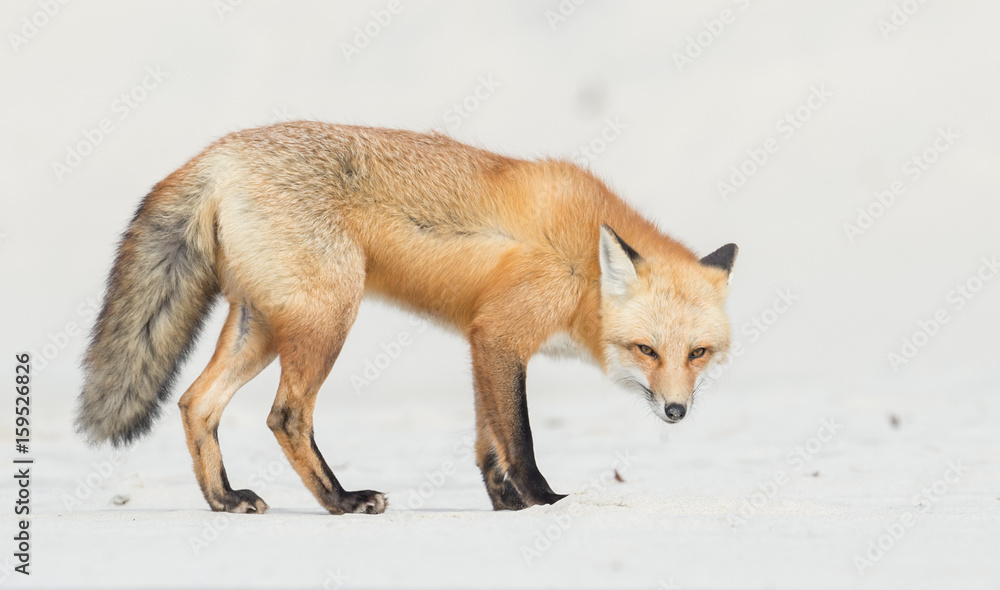 Obraz premium Red Fox