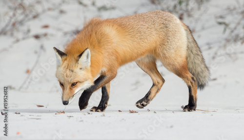 Red Fox