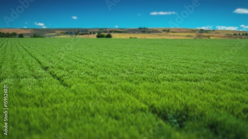 Wheat Field Time Lapse In Summer