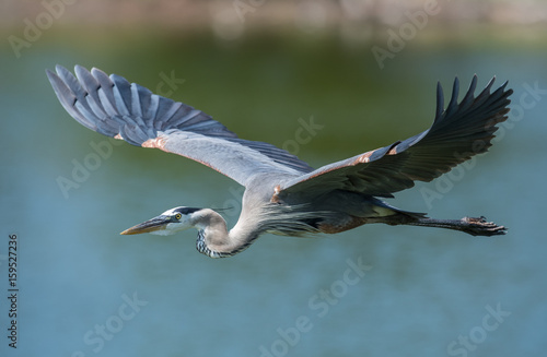 Obraz na płótnie Great Blue Heron