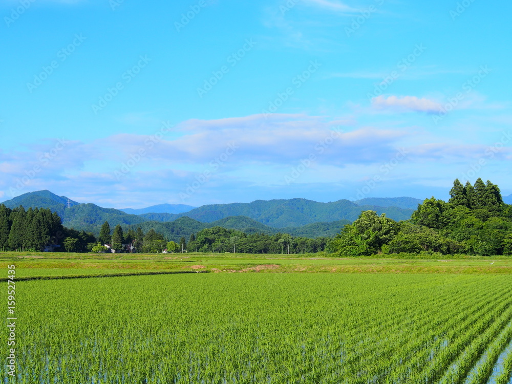 初夏の水田 初夏の水田