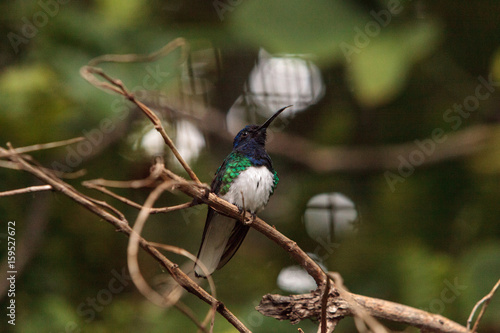 White necked Jacobin known as Florisuga mellivora