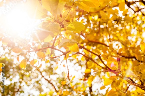 yellow leaves on white background