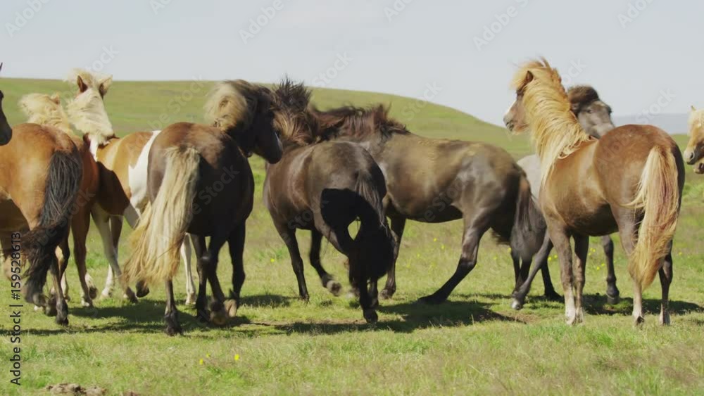 Medium slow motion panning shot of Icelandic horses walking in pasture. Rangarvallasysla, Iceland Medium slow motion panning shot of Icelandic horses walking in pasture. Rangarvallasysla, Iceland
