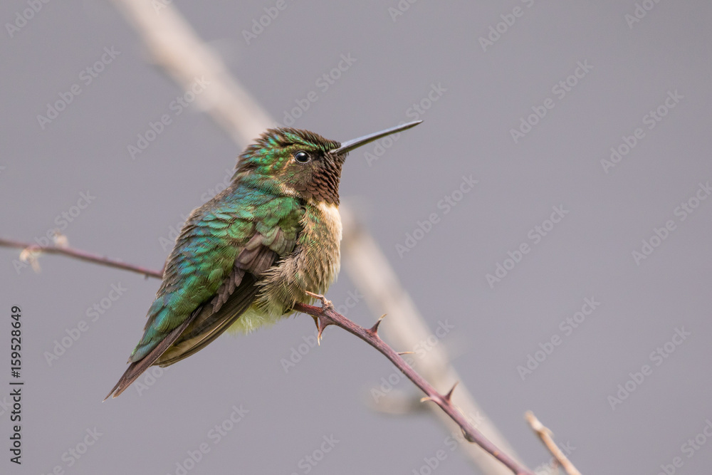 Fototapeta premium Ruby Throated Hummingbird