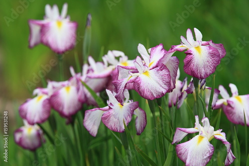 Wallpaper Mural 菖蒲　水月公園 Torontodigital.ca