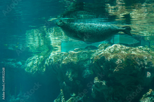 seal fish in the water