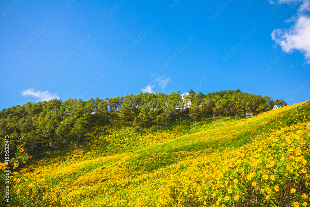 Tung Bua Tong, Mexican sunflower under blue sky at MaeHongSon, Thailand Yellow flowers hill, mountain..Wavy yellow flower field with stripes and wavy abstract landscape pattern