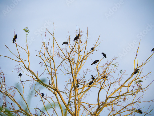 Crowds of Dozens of Crows