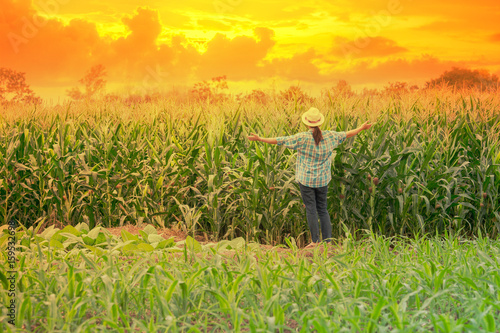 women farmer on green corn field in agricultural garden and light shines sunset