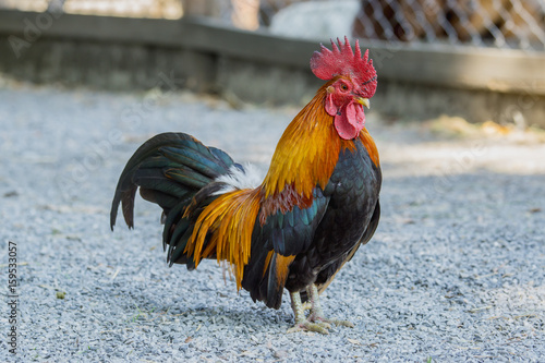 close up portrait of bantam chickens, Beautiful colorful cock © lamyai
