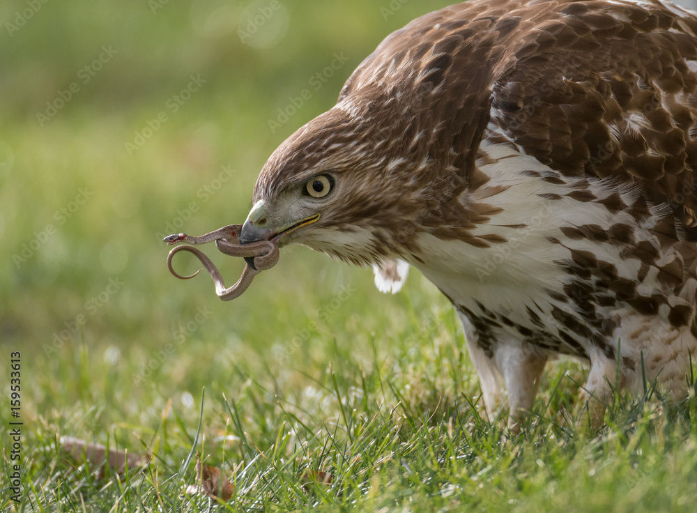 Fototapeta premium Red Tailed Hawk