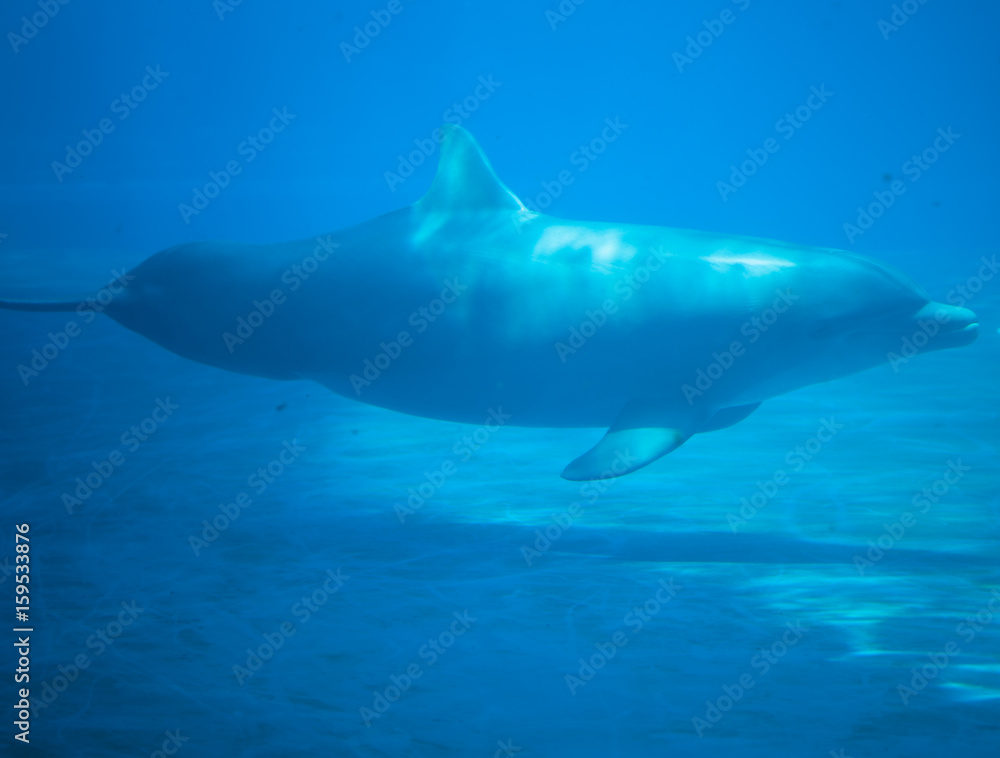 beautiful dolhin in the water beautiful dolhin in the water