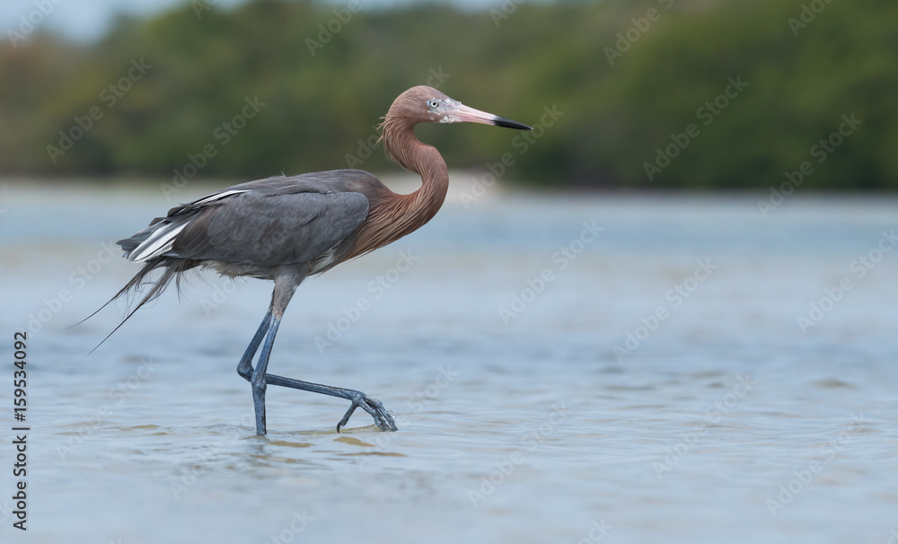 Fototapeta premium Reddish Egret