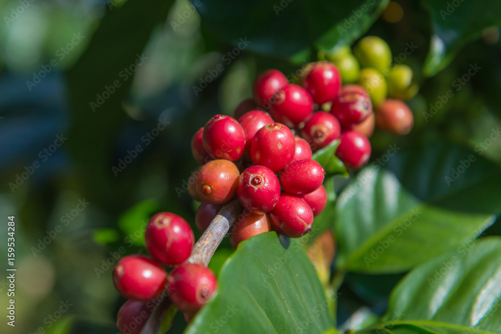 Arabica and Robusta tree in Coffee plantation Arabica and Robusta tree in Coffee plantation