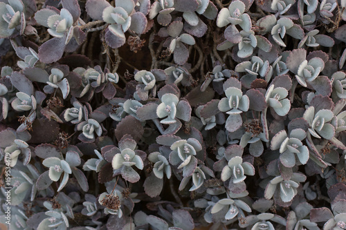 Small Succulent photo