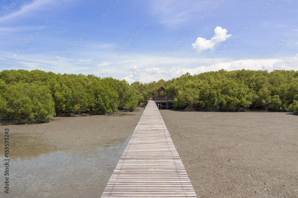 Green mangrove forests