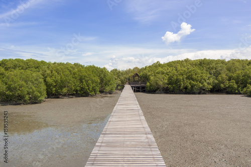 Fototapeta Naklejka Na Ścianę i Meble -  Green mangrove forests