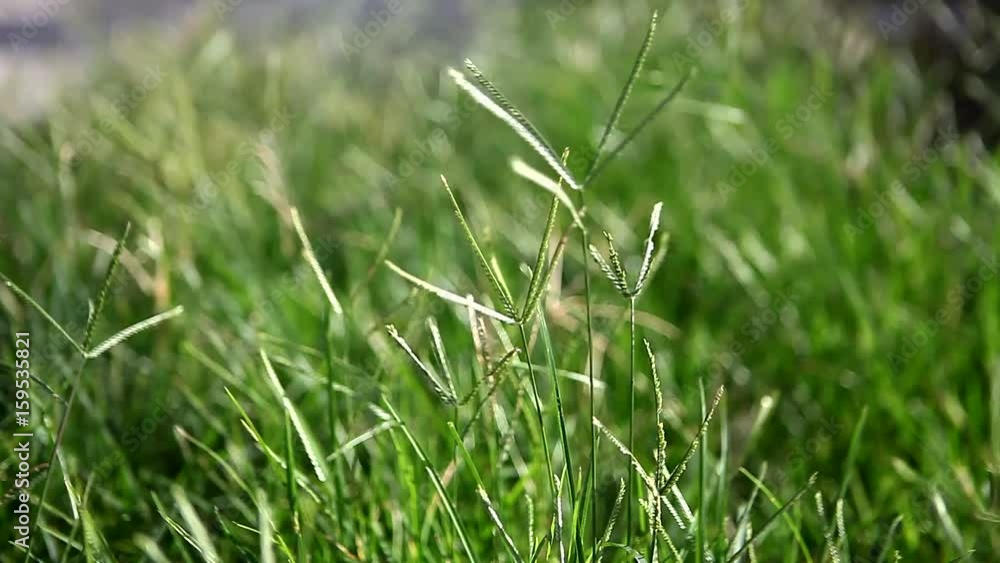 Close-up windy green grass Close-up windy green grass