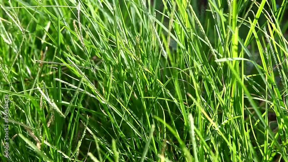 Close-up windy green grass Close-up windy green grass