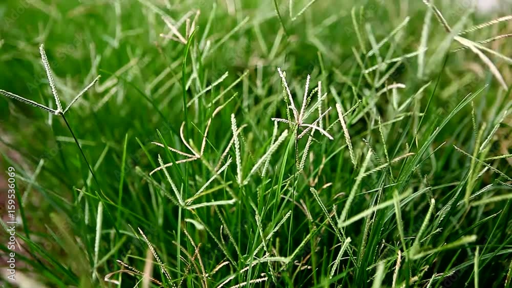 Close-up windy green grass Close-up windy green grass