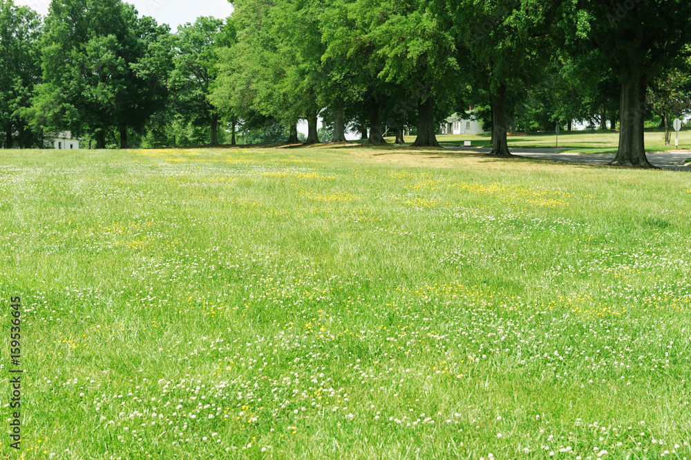 green meadow and trees in row in spring park