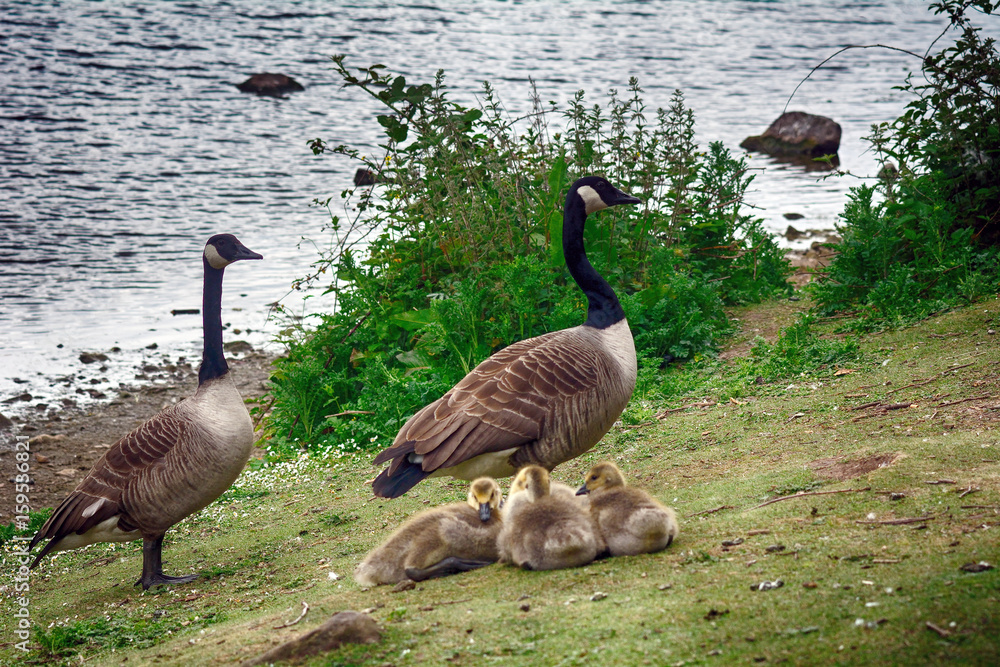 Fototapeta premium Canadian geese at Duddingston Loch, Scotland