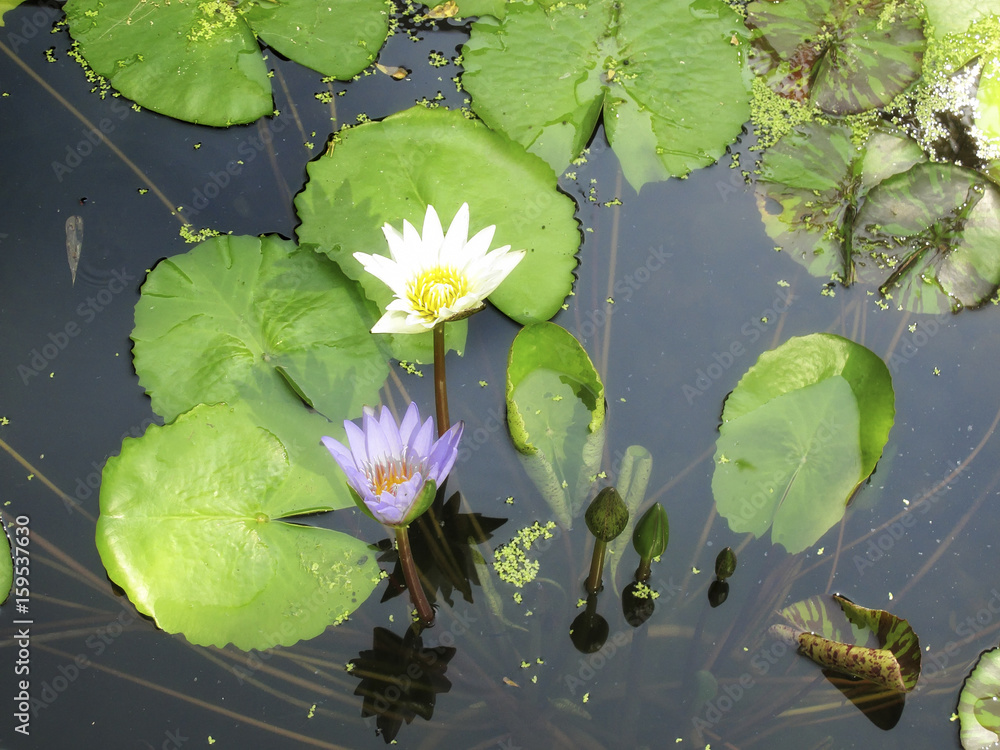 close up shot of water lily lotus close up shot of water lily lotus
