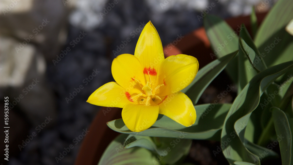 Obraz premium Frühling im Garten, die erste Tulpen blühen