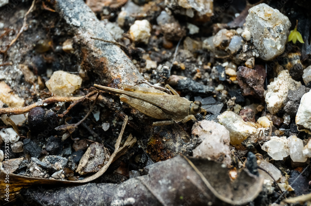 close up shot of grasshopper