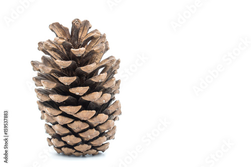 Cedar pine cone isolated on white background.