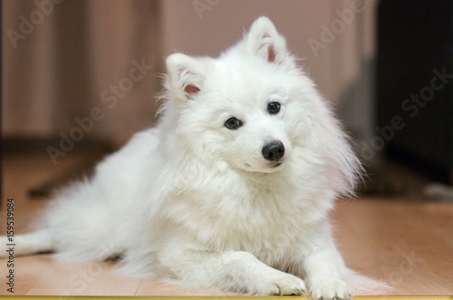 Japanese spitz posing