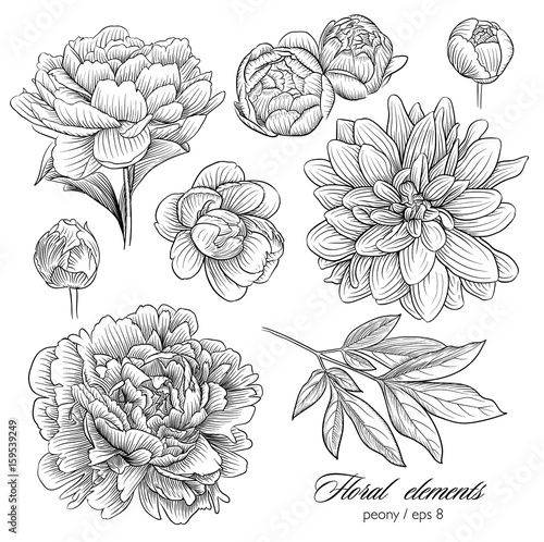 peony vector set