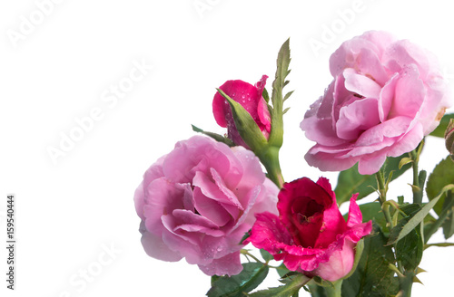 Bunch of roses isolated on white