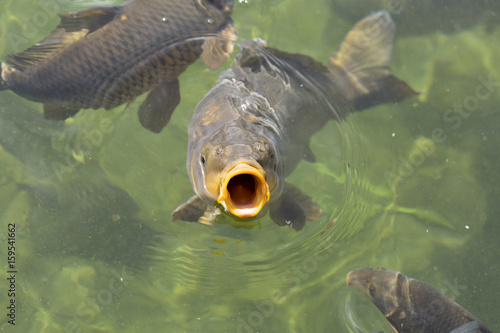 Carp with big open mouth, eating/feeding in clear pond water