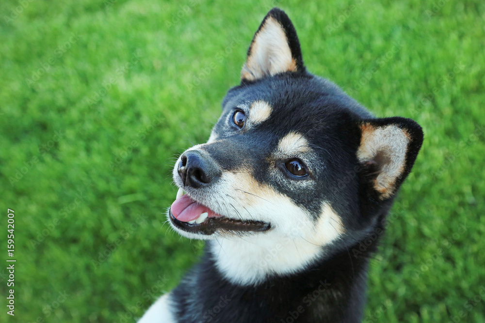 Black shiba inu dog on green grass Black shiba inu dog on green grass