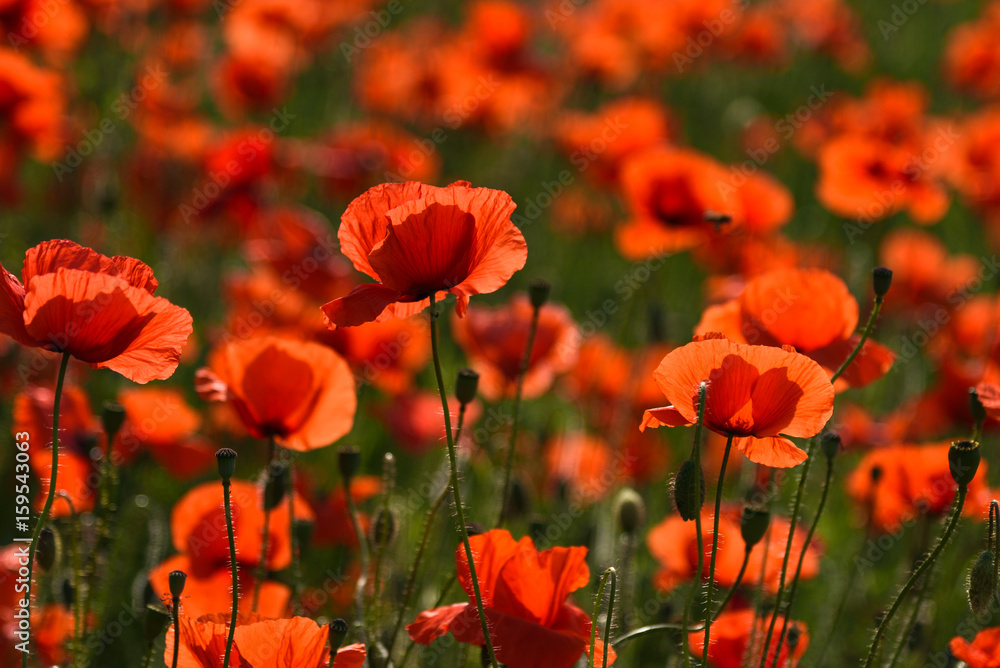Fototapeta premium Roter Mohn