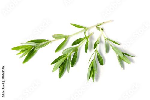 Sprig of fresh thyme isolated on a white background © kolesnikovserg