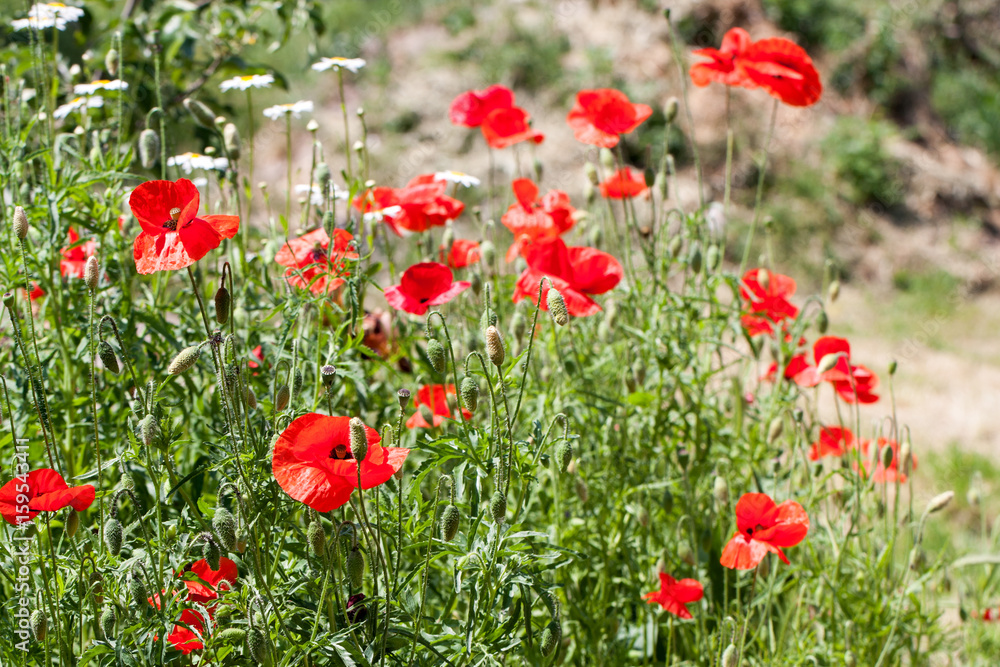Blooming poppies in summer field as background Blooming poppies in summer field as background