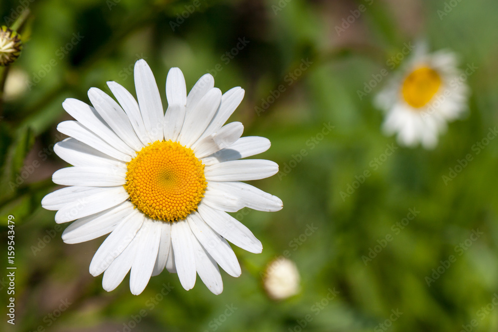 Blooming Chamomile in the field. Top view Blooming Chamomile in the field. Top view