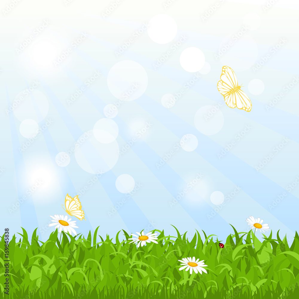 Nature meadow background with flowers, grass, sky and butterfly.