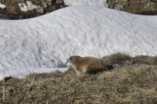 marmotte dans la neige