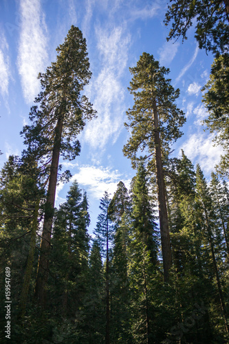 Photo of ancient sequoias against blue sky, Mariposa Grove, Yosemite, CA