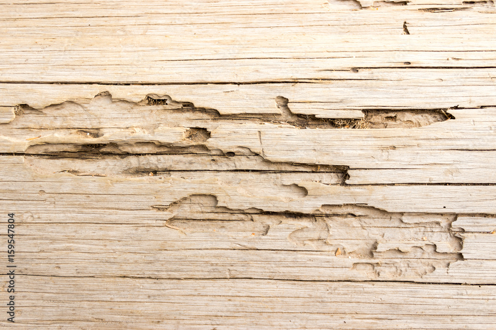 Photo of old tree trunk texture Photo of old tree trunk texture
