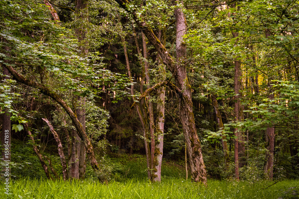 Fototapeta premium The Old Forest