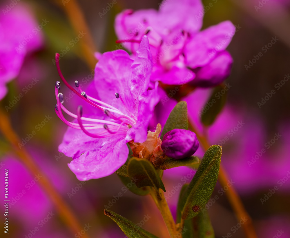 Closeup Rhododendron dauricum flowers. Spring blossoming in Altai Closeup Rhododendron dauricum flowers. Spring blossoming in Altai