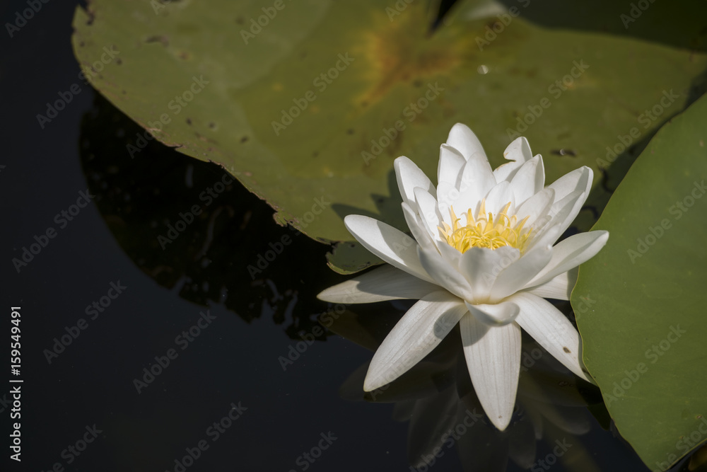 Beautiful white waterlily in the Danube Delta, Romania, on summer day