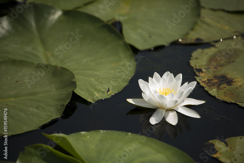 Beautiful white waterlily in the Danube Delta  Romania  on summer day